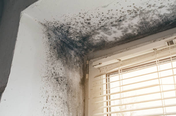 Affordable Bathroom Mold Removal solutions in Knightdale, NC